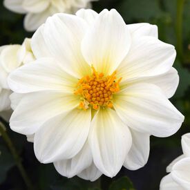 White Figaro, Dahlia Seeds